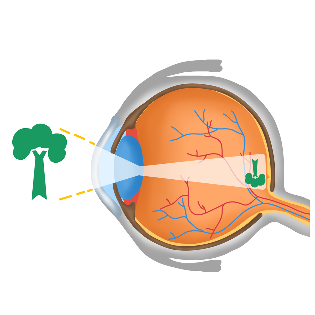 cómo funcionan tus ojos 1.jpg